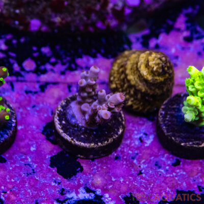 TR Premium Acro R4-E03