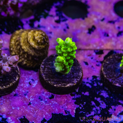 TR Premium Acro R4-E04