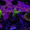 TR 050626 SPS R4 E05