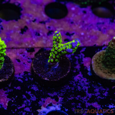 TR Premium Acro R4-E05