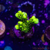 TR 050626 SPS R4 F02