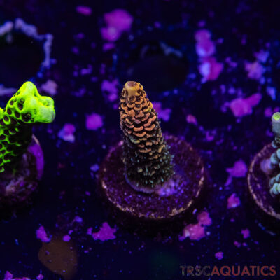 TR Premium Acro R4-F03