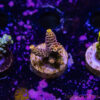 TR Premium Acro R4-F05