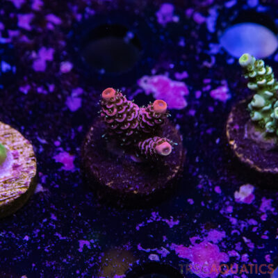 TR Premium Acro R4-F09