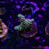 TR 050626 SPS R4 G02