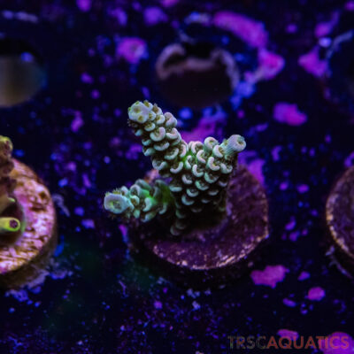 TR Premium Acro R4-G02