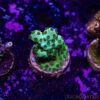 TR 050626 SPS R4 G06