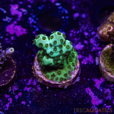 TR Premium Acro R4-G06