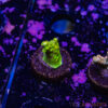TR 050626 SPS R4 H01