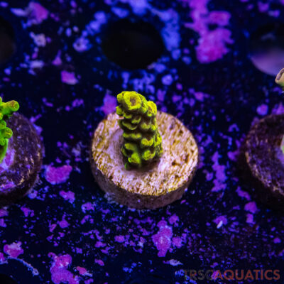 TR Premium Acro R4-H06