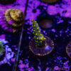 TR 050626 SPS R4 I01