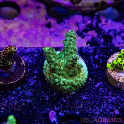 TR Premium Acro R4-J08