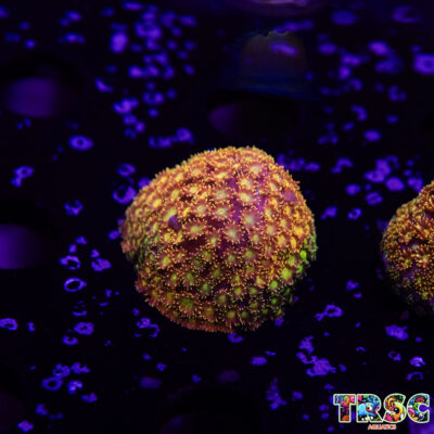 Rainbow Bernardapora/Goniopora A01