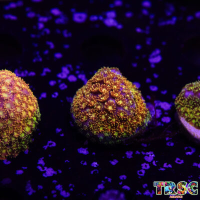 Rainbow Bernardapora/Goniopora A02