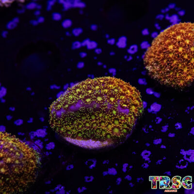 Rainbow Bernardapora/Goniopora A03