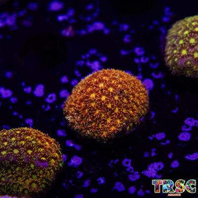 Rainbow Bernardapora/Goniopora A04