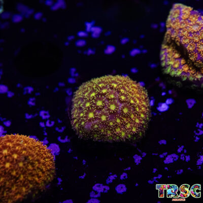Rainbow Bernardapora/Goniopora A05