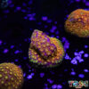 TR 050726 GONI A06