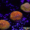 TR 050726 GONI A08