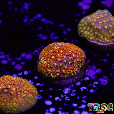 Rainbow Bernardapora/Goniopora A08