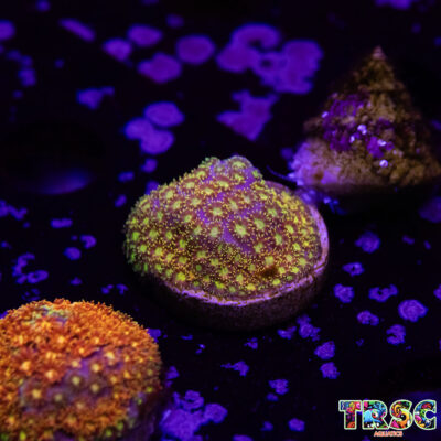 Rainbow Bernardapora/Goniopora A09