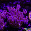 TR 050726 GONI B01