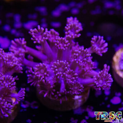 Purple Pink Goniopora B01