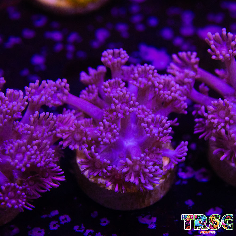 Purple Pink Goniopora B02 3 Purple Pink Goniopora B02