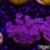 TR 050726 GONI B03