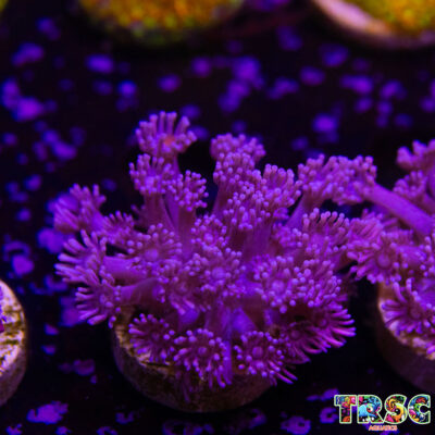 Purple Pink Goniopora B03