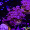 Purple Pink Goniopora B04