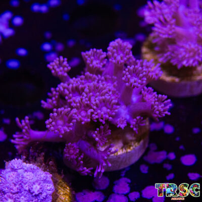 Purple Pink Goniopora B04