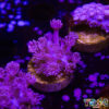 TR 050726 GONI B05