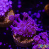 TR 050726 GONI B06