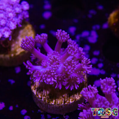 Purple Pink Goniopora B06