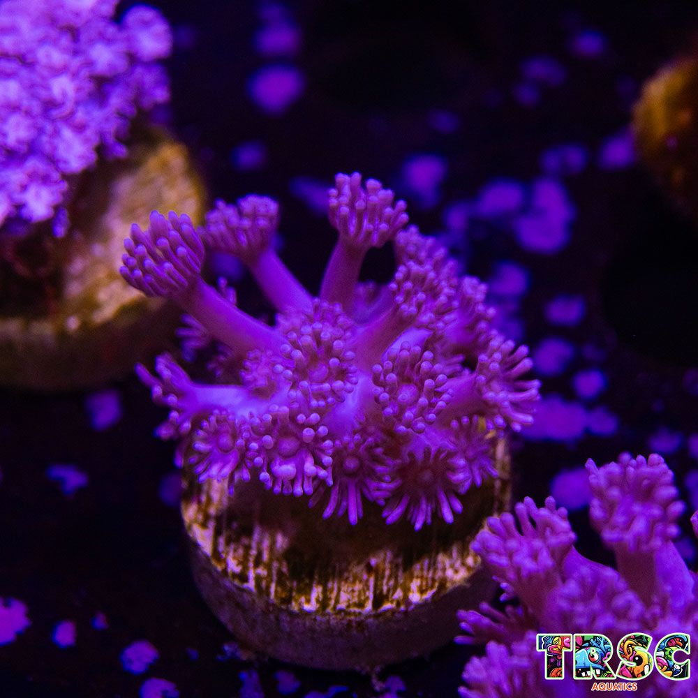Purple Pink Goniopora B06 3 Purple Pink Goniopora B06