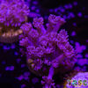 TR 050726 GONI B07