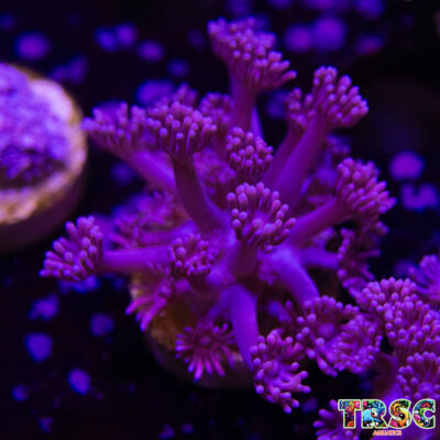 Purple Pink Goniopora B08
