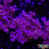 Purple Pink Goniopora B09