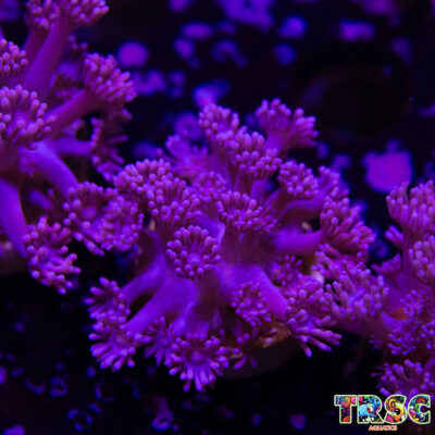 Purple Pink Goniopora B09