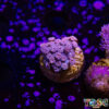 Purp/Pink Gradient Goniopora C01