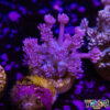 TR 050726 GONI C02