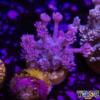 Purp/Pink Gradient Goniopora C02