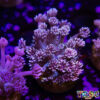 TR 050726 GONI C03