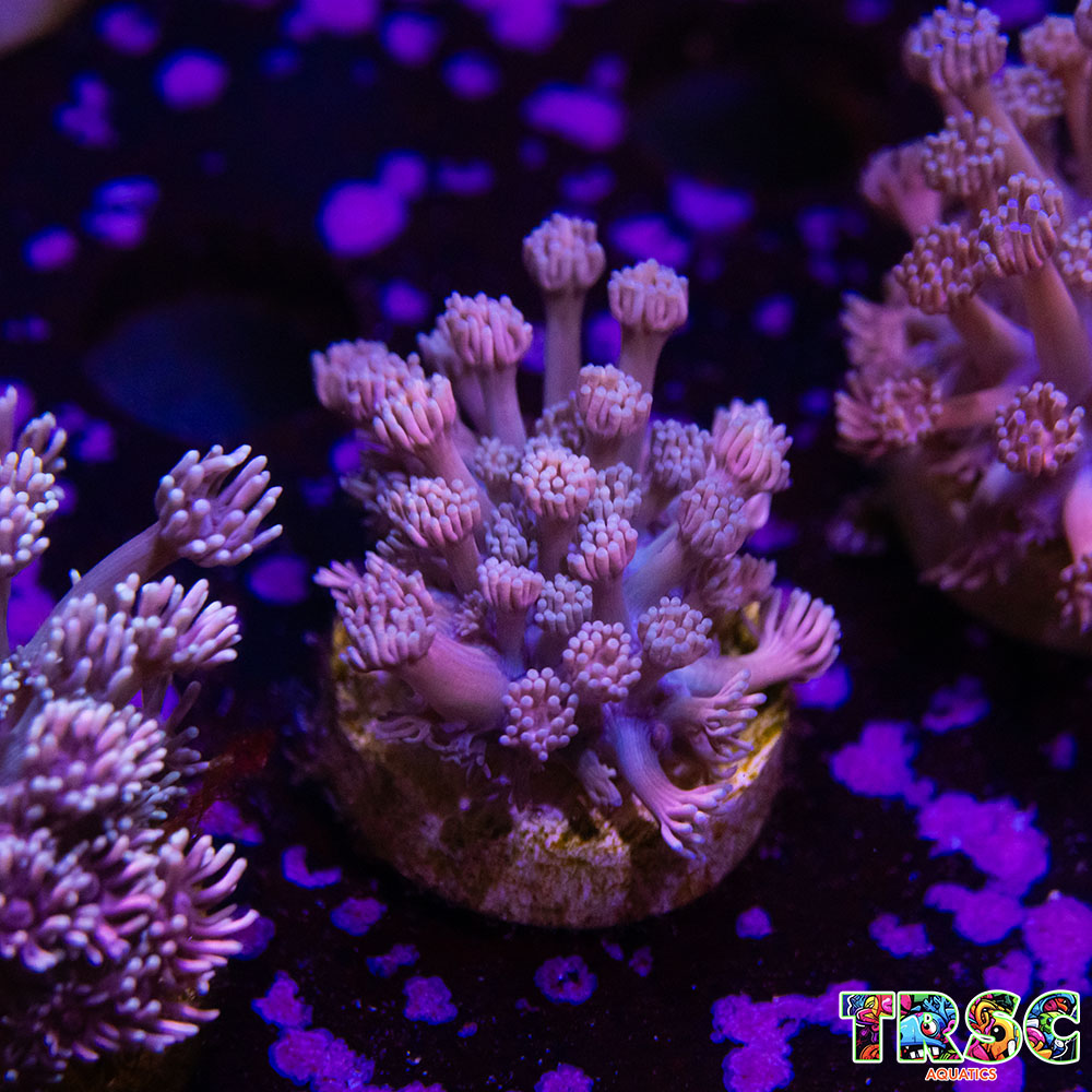 Purp/Pink Gradient Goniopora C04 3 Purp/Pink Gradient Goniopora C04