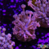 TR 050726 GONI C05