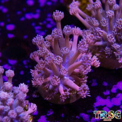 Purp/Pink Gradient Goniopora C05
