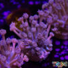 Purp/Pink Gradient Goniopora C06 1 TR 050726 GONI C06