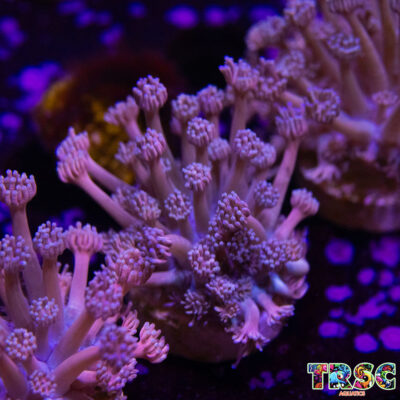 Purp/Pink Gradient Goniopora C06