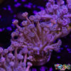 TR 050726 GONI C07